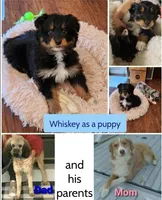 Copper, a male Miniature Aussiedoodle for sale in Canyon Lake, CA – 7 of 7