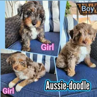 Lady, a female Miniature Aussiedoodle for sale in Canyon Lake, CA – 4 of 8