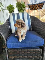Lady, a female Miniature Aussiedoodle for sale in Canyon Lake, CA – 3 of 8