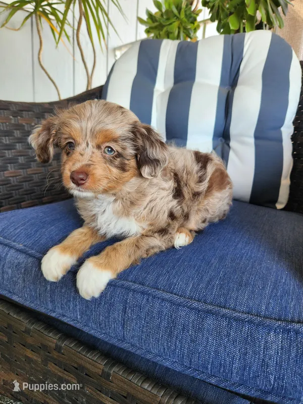 Lady – Miniature Aussiedoodle puppy for sale in Canyon Lake, CA