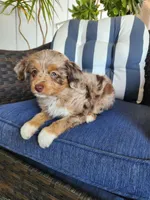 Lady, a female Miniature Aussiedoodle for sale in Canyon Lake, CA – 1 of 8