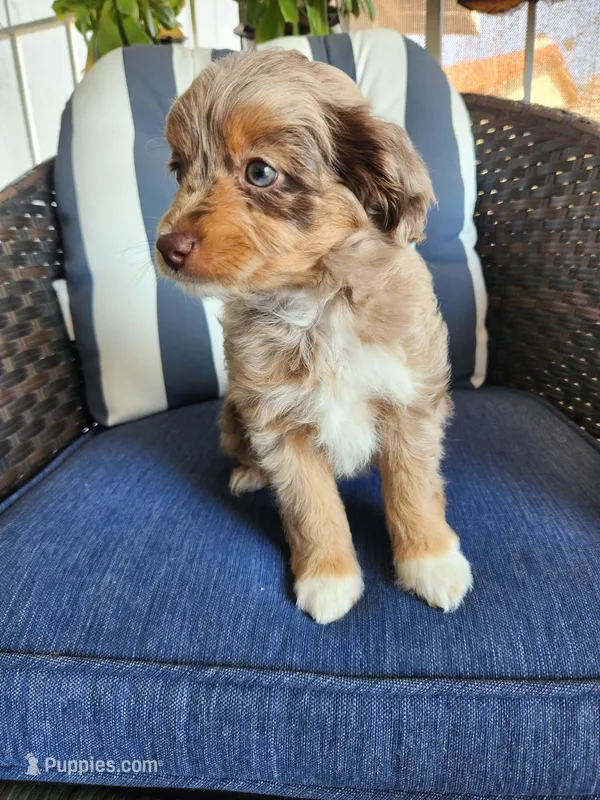 Lady – Miniature Aussiedoodle puppy for sale in Canyon Lake, CA