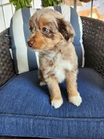 Lady, a female Miniature Aussiedoodle for sale in Canyon Lake, CA – 2 of 8
