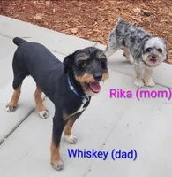 Lady, a female Miniature Aussiedoodle for sale in Canyon Lake, CA – 5 of 8
