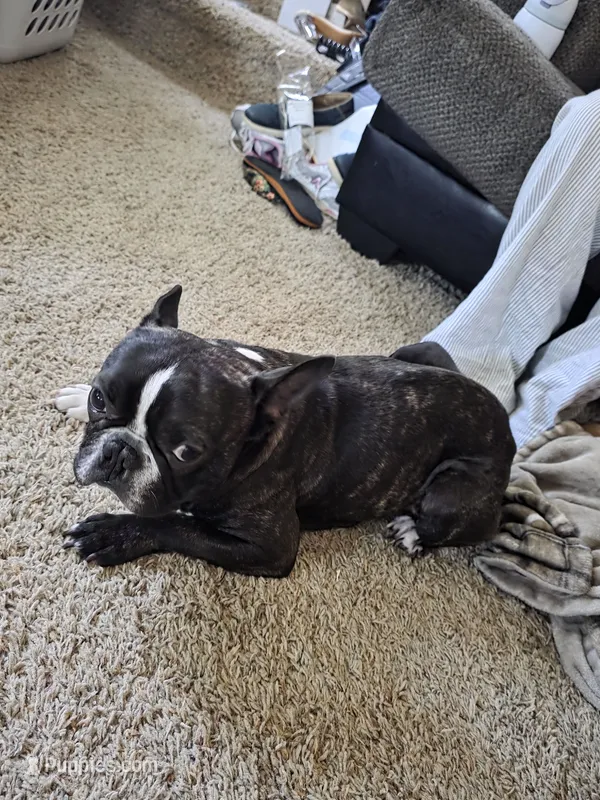 Gable – French Bulldog puppy for sale in Maquoketa, IA