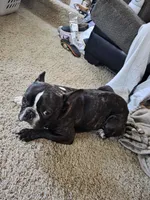 Gable, a male French Bulldog for sale in Maquoketa, IA – 1 of 1