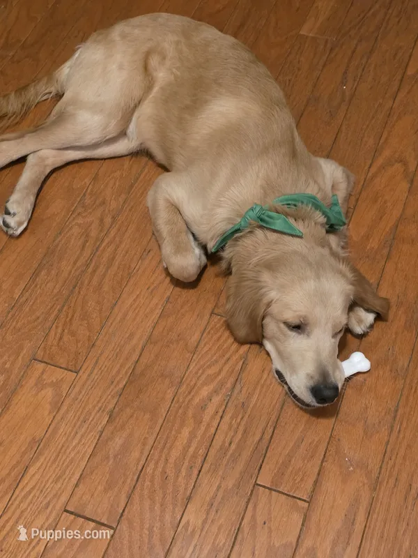 Oakley – Golden Retriever puppy for sale in Maquoketa, IA