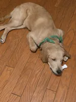 Oakley, a male Golden Retriever for sale in Maquoketa, IA – 1 of 1