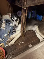 Spirit , a male Siberian Husky and American Mastiff for sale in Black River Falls, WI – Photo 2 of 2