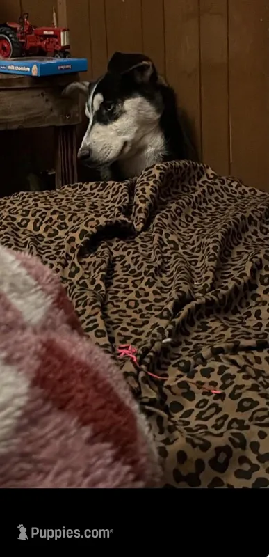 Spirit  – Siberian Husky, American Mastiff puppy for sale in Black River Falls, WI