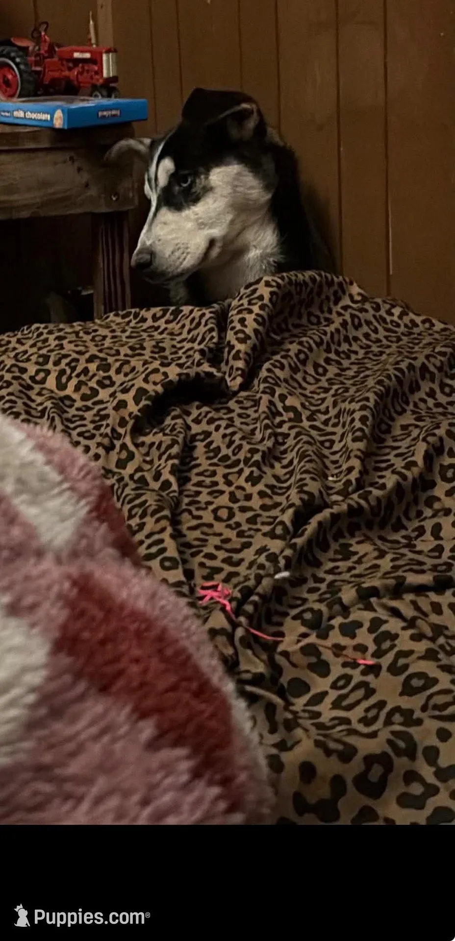 Spirit , a male Siberian Husky and American Mastiff for sale in Black River Falls, WI – Photo 1 of 2