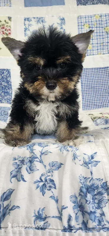 Tank – Yorkshire Terrier puppy for sale in Starke, FL