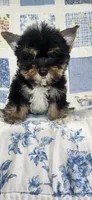 Tank, a male Yorkshire Terrier for sale in Starke, FL – 1 of 3