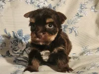 Molasses., a female Yorkshire Terrier for sale in Starke, FL – 1 of 4