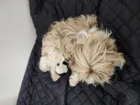 COOKIE, a female Yorkshire Terrier for sale in Fort White, FL – Photo 6 of 8