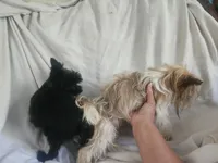 COOKIE, a female Yorkshire Terrier for sale in Fort White, FL – Photo 4 of 8