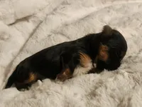 COOKIE, a female Yorkshire Terrier for sale in Fort White, FL – Photo 2 of 8