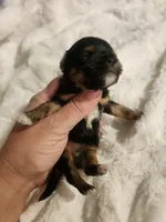 COOKIE, a female Yorkshire Terrier for sale in Fort White, FL – Photo 1 of 8