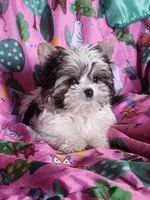 COOKIE, a female Yorkshire Terrier for sale in Fort White, FL – Photo 7 of 8