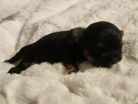 COOKIE, a female Yorkshire Terrier for sale in Fort White, FL – Photo 3 of 8