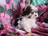 COOKIE, a female Yorkshire Terrier for sale in Fort White, FL – Photo 8 of 8