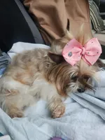 COOKIE, a female Yorkshire Terrier for sale in Fort White, FL – Photo 5 of 8