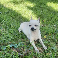 Faleece, a female Chihuahua for sale in Fort White, FL – Photo 3 of 5