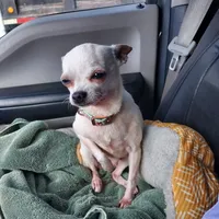 Faleece, a female Chihuahua for sale in Fort White, FL – Photo 5 of 5