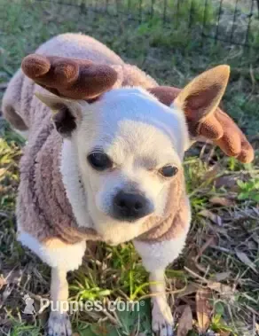 Faleece – Chihuahua puppy for sale in Fort White, FL