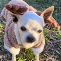 Faleece, a female Chihuahua for sale in Fort White, FL – Photo 1 of 5