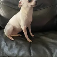 Faleece, a female Chihuahua for sale in Fort White, FL – Photo 2 of 5