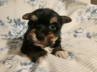 Tank, a male Yorkshire Terrier for sale in Starke, FL – 2 of 2