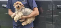 Maple, a female Yorkshire Terrier for sale in Starke, FL – 2 of 3