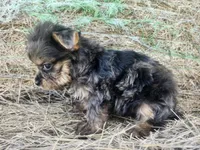 Barley , a male Yorkshire Terrier for sale in Starke, FL – 2 of 3