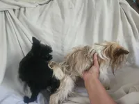 Olive teacup , a female Yorkshire Terrier for sale in Starke, FL – 2 of 2