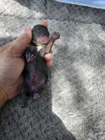 Fiona pup 3 Merle male, a male Yorkshire Terrier for sale in Starke, FL – 1 of 3