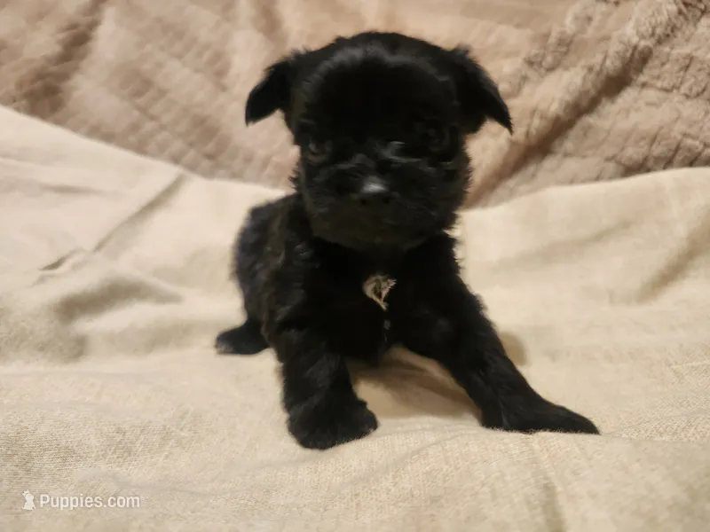 Fiona 1 Black and white female – Yorkshire Terrier puppy for sale in Starke, FL