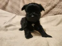 Pepper, a female Yorkshire Terrier for sale in Starke, FL – 1 of 6