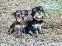 Barley , a male Yorkshire Terrier for sale in Starke, FL – 3 of 3