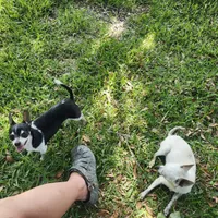 Princess, a female Chihuahua for sale in Fort White, FL – Photo 3 of 4