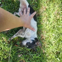 Princess, a female Chihuahua for sale in Fort White, FL – Photo 2 of 4