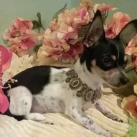 Princess, a female Chihuahua for sale in Fort White, FL – Photo 1 of 4