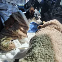 Princess, a female Chihuahua for sale in Fort White, FL – Photo 4 of 4