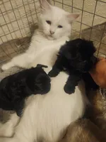 Olive teacup , a female Yorkshire Terrier for sale in Starke, FL – 1 of 2