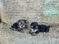 Hopps, a male Yorkshire Terrier for sale in Starke, FL – 2 of 4