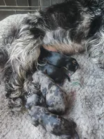 Fiona pup 5 Merle female , a female Yorkshire Terrier for sale in Starke, FL – 2 of 2