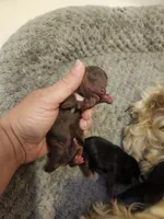 Maple Pup 2 female chocolate , a  Yorkshire Terrier for sale in Starke, FL – 3 of 3