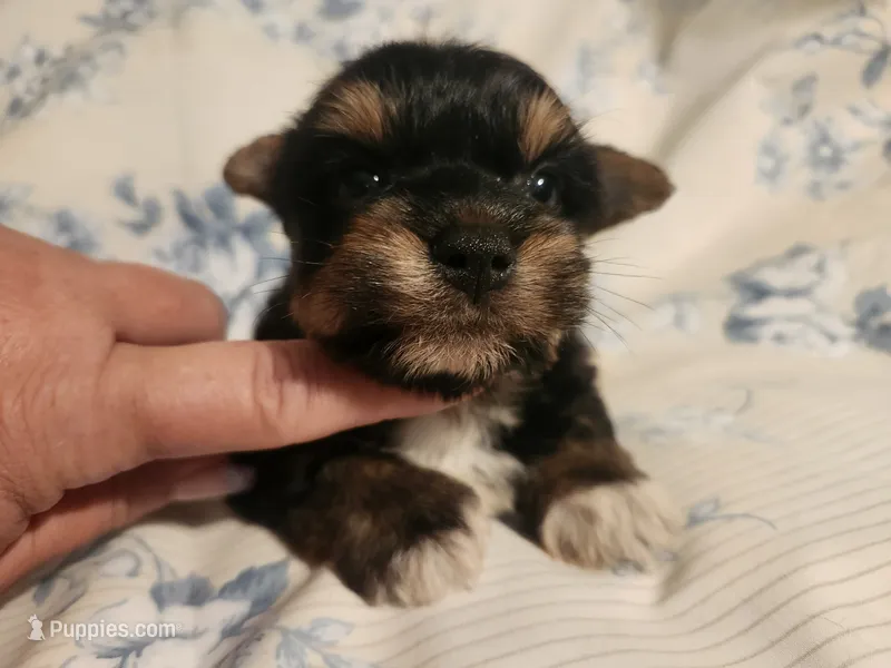 Maple Male pup  – Yorkshire Terrier puppy for sale in Starke, FL
