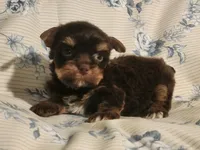 Molasses., a female Yorkshire Terrier for sale in Starke, FL – 2 of 4