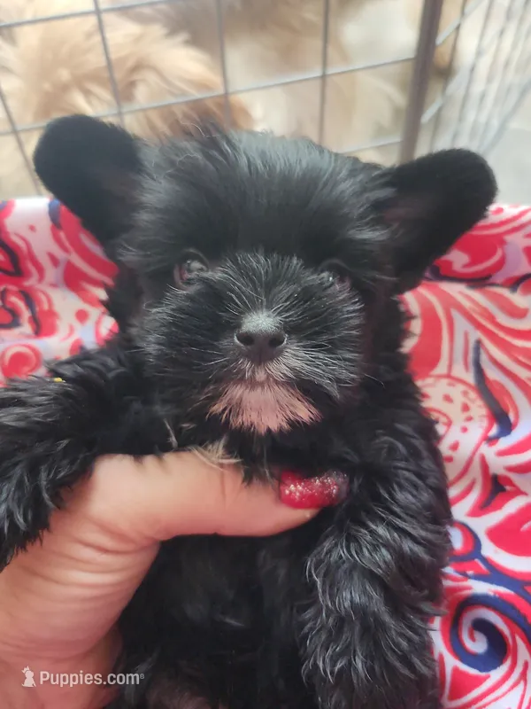 Olive teacup  – Yorkshire Terrier puppy for sale in Starke, FL